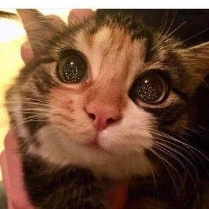 Meet your Posher, Lauri